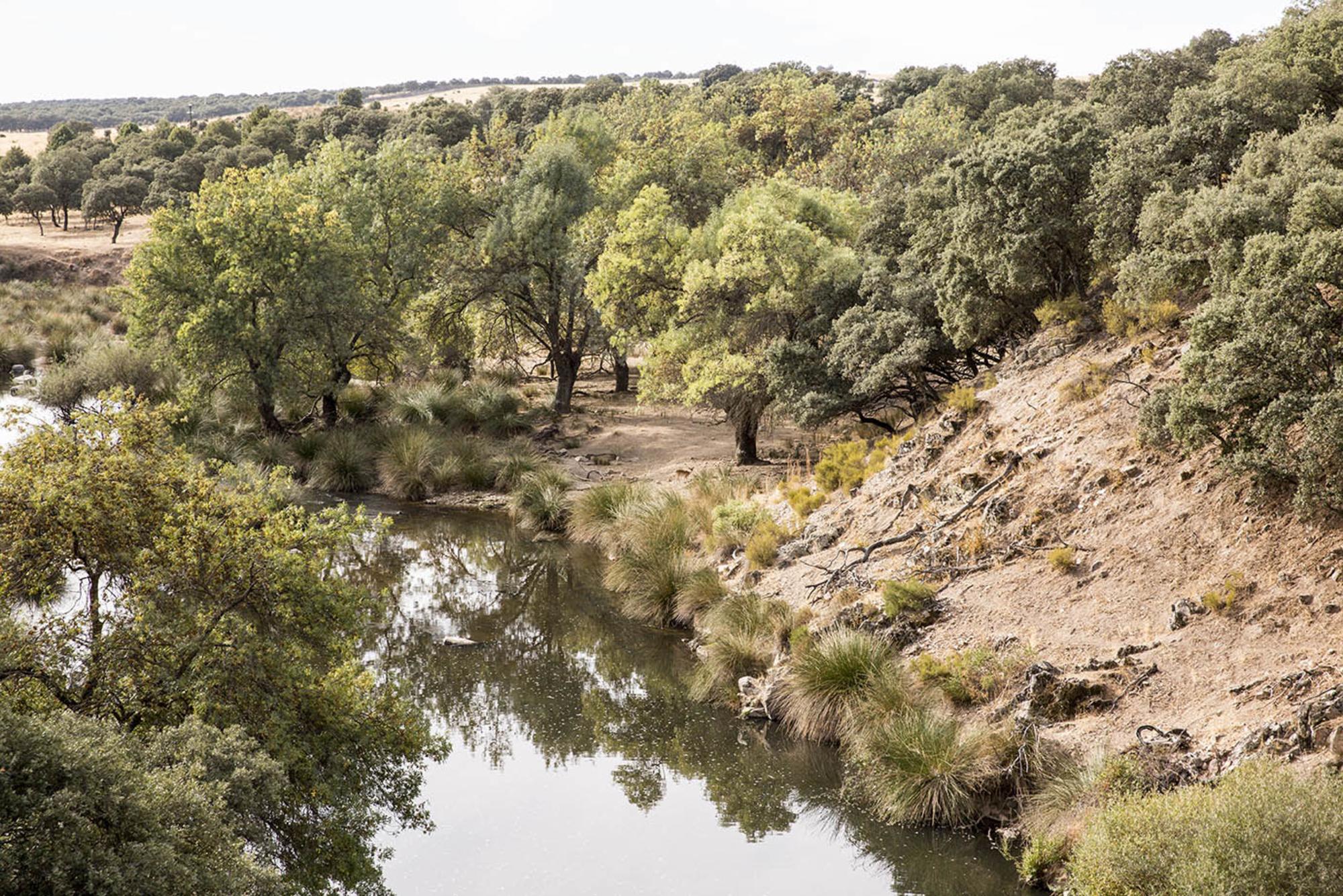 Entorno de El Pardo.